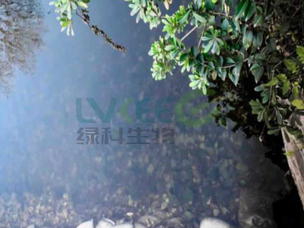 枯草芽孢杆菌，氨氮降解菌剂处理后水体3