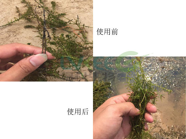杀虫剂剂量过大，水草问题处理