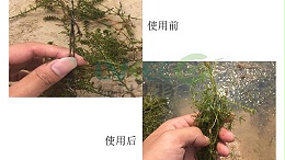 快看杀虫剂剂量过大，水草问题处理！