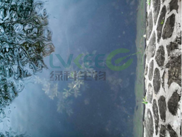 枯草芽孢杆菌，氨氮降解菌剂处理后水体2