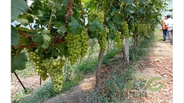 枯草芽孢杆菌的隐形功效？