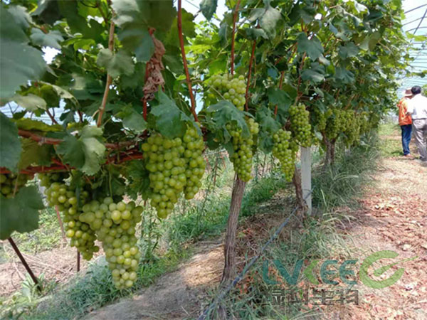 葡萄芽孢杆菌隐形功效