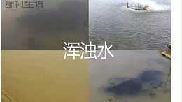 鳜鱼塘水浑原因，一定要注意这些问题!