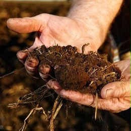 土壤中的有机质有哪些作用，你知道吗？