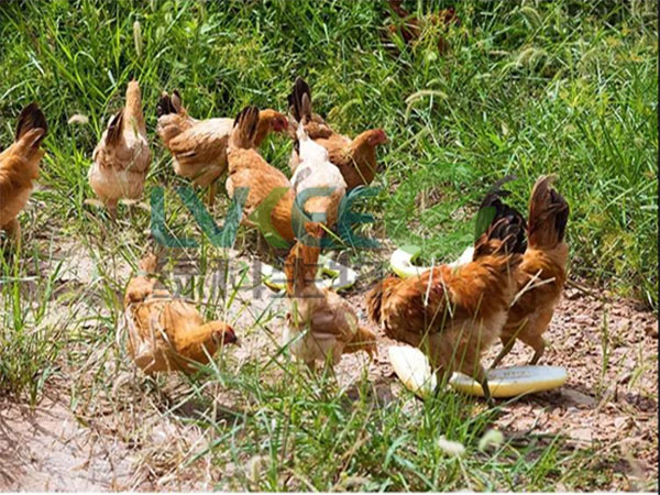 生物饲料发酵剂发酵后喂鸡