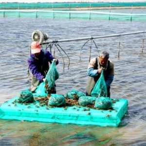 春季气温不稳定，蟹苗上岸现象频发，该如何处理？