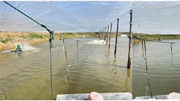 对虾塘口水质浑浊的处理案例