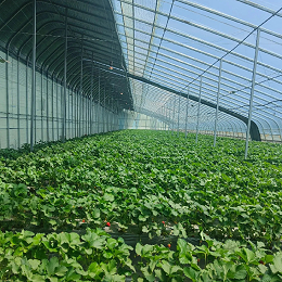 【技术干货】秋冬季怎么有效施用生物菌肥？