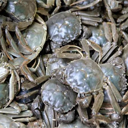 关注9月河蟹养殖要点