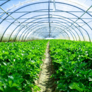 天气越来越冷！！早点预防棚室蔬菜冷害