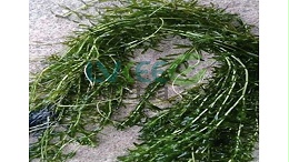 高温期如何保伊乐藻?