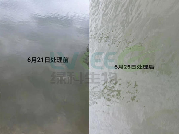 鱼塘稳水处理图片
