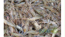 罗氏沼虾高温季节，江苏绿科生物教你如何度过？