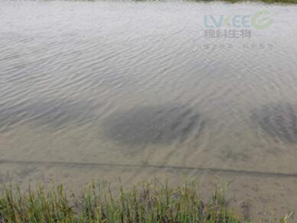 水草挂脏处理2