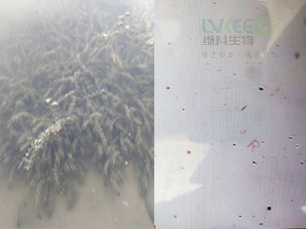 水草挂脏处理