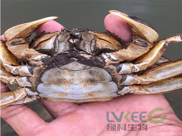 螃蟹缺氧处理前