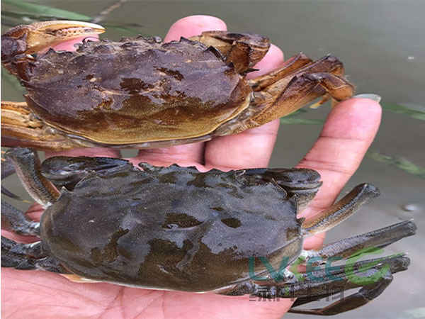 螃蟹缺氧处理后