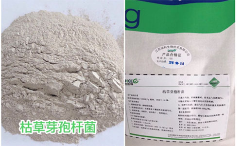 土传病害预防枯草芽孢杆菌