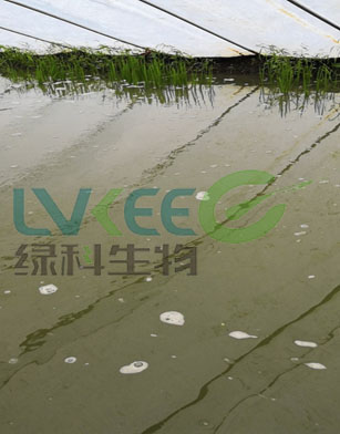 芽孢杆菌内服外用双管齐下