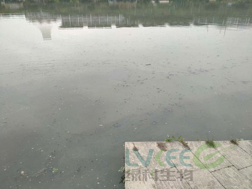 荥阳新田城景观湖未处理