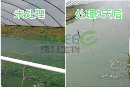 颗粒藻过多，泡沫过多处理方案