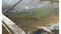 芽孢杆菌肥水原理，走过路过不如看过！