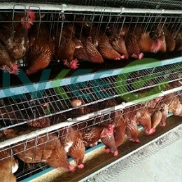 绿科生物枯草芽孢杆菌应用于畜禽蛋鸡养殖场会怎么样呢？