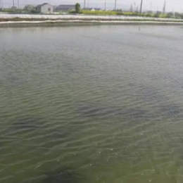 【绿科案例分享】春季雨后水浑该如何处理？