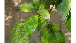 梨树种植使用微生物复合益肥菌的好处！