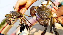 【水产技术分享】9月河蟹养殖的要点，养殖户必看！