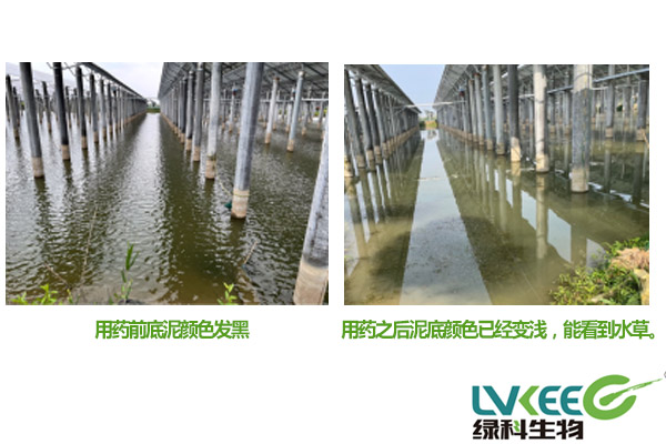 对虾养殖后期缺氧处理