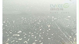 塘口油膜过多，怎么处理油膜？