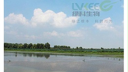 高温期的河蟹如何安全度过，你知道吗？