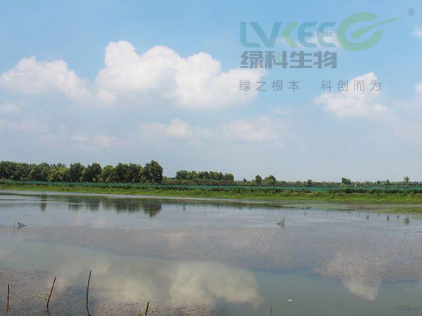 高温季节河蟹养殖