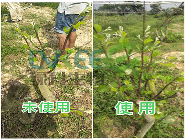 用枯草改善过得果树