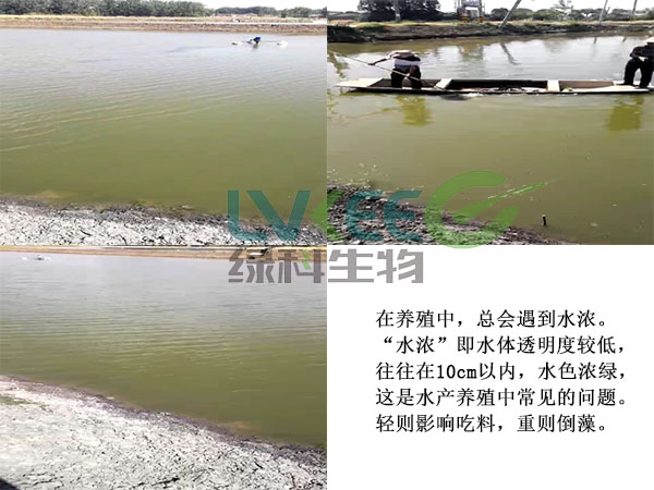 鳜鱼塘水浓为处理