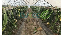 走访火龙果种植基地，分享芽孢精华液使用的效果!