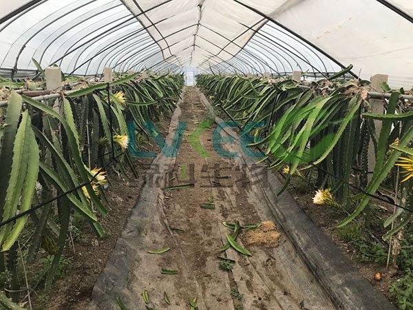 火龙果种植基地