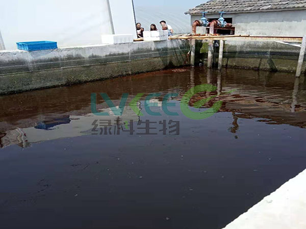 液体肥-芽孢精华液种植火龙果