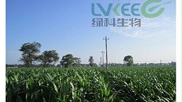 枯草芽孢杆菌为什么这么受欢迎呢？秘诀在哪里！