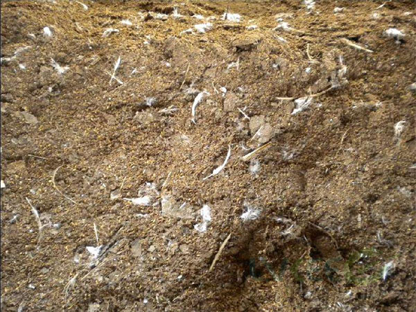 鸡粪发酵有机物料腐熟剂