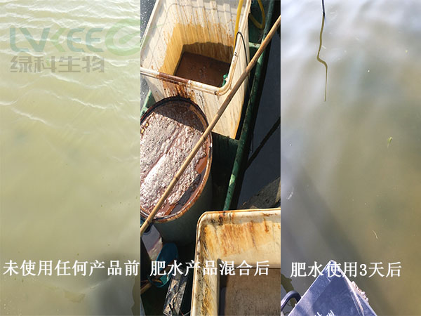 河蟹水体白浑浊处理前后