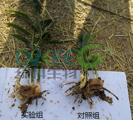 种植生姜用枯草芽孢杆菌