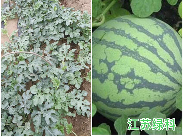 复合芽孢杆菌种植西瓜