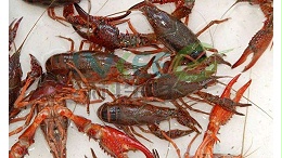 7月份高温，小龙虾养殖需要抓住几点别说我没有告诉你！