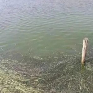 【案例分享】河蟹养殖尾期，塘口底质恶化该如何处理？