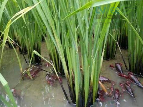 养虾
