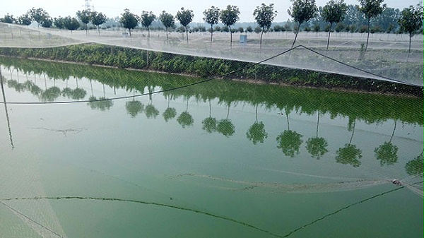 使用大量肥料后为什么水还是肥不起来？江苏绿科教你如何处理？