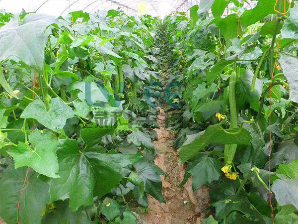 枯草芽孢杆菌种植丝瓜