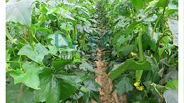 丝瓜种植，生物农药枯草芽孢杆菌！